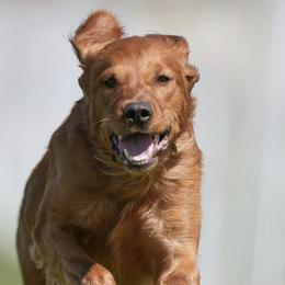 Golden Retrievers from Three Rivers Golden Retrievers