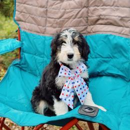 Antonia - Black tri-color female Aussiedoodle puppy in Peyton, Colorado from Colorful Colorado Aussiedoodles