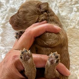 Wooton - Red  male Goldendoodle puppy in Somerset, Ohio from Odyssey Pups