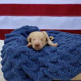 Boy 5 - Cream male Goldendoodle puppy in Nashville, Tennessee from Hilton Doodles