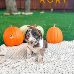 Rory - Merle female Goldendoodle puppy in Dallas County, Texas from Dream A Little Doodle