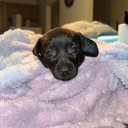 Dachshund Puppies from Jae’s Puppy House