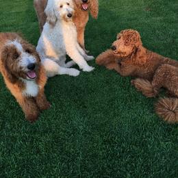 Goldendoodle Puppies from Wrightsville Beach GoldenDoodles