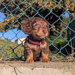 Emma - Chocolate and tan female Dachshund puppy in Moreno Valley, California from rdachshunds