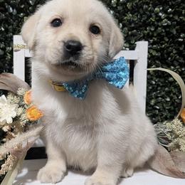 Yellow Collar Yellow Boy - Yellow male Labrador Retriever puppy in Angola, Indiana from Reniers Labrador Retrievers