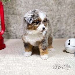 Miniature Australian Shepherd and Toy Australian Shepherd Puppies from Pistol Paws Aussies