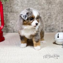 Miniature Australian Shepherd and Toy Australian Shepherd Puppies from Pistol Paws Aussies