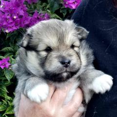 Peeta - Tan male Finnish Lapphund puppy in Dunedin, Florida from Seahaven Finnish Lapphunds