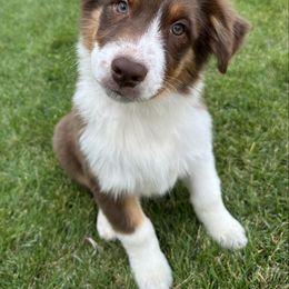 Red Tri boy - Red tri-color male Australian Shepherd puppy in Terrebonne, Oregon from Storybrooke Australian Shepherds