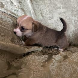 Rock Hudson - Red male Pembroke Welsh Corgi puppy in Louisburg, North Carolina from Lucky Penny Corgis