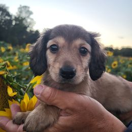 Bailey - Cream female Dachshund puppy in Goshen, Indiana from Knollbrook Farm