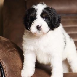 Brûlée - Tri-color male Bernedoodle puppy in Youngstown, Florida from Wonderland’s Boujie Kennels