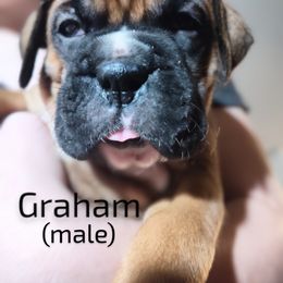 Boxer Puppies from Barney Boxers