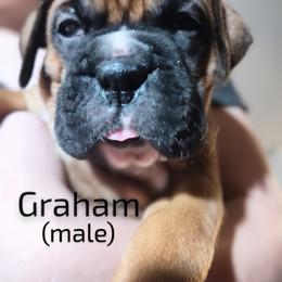 Boxer Puppies from Barney Boxers