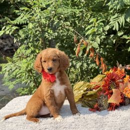 Red bow OFA - Red male Cavapoo puppy in Evart, Michigan from Northern’s Cute Cuddly Cava Poos