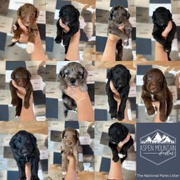 Aussiedoodle Puppies from Aspen Mountain Doodles LLC