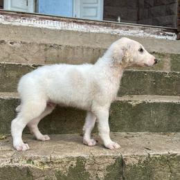 Murray - Cream male Borzoi puppy in Clinton, Tennessee from Ivanhoe Borzoi