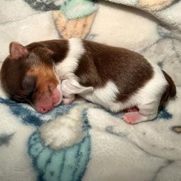 Grizz - Chocolate, tan and white male Yorkshire Terrier puppy in Clarksburg, Indiana from Hidden Gems Parti Yorkies