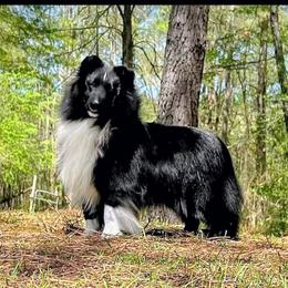 India - Shetland Sheepdog