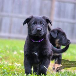 German Shepherd Puppies from Di Massimo Canile
