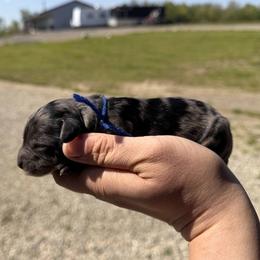 Bernedoodle puppies from Haaspawz