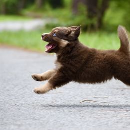 Miniature American Shepherd and Miniature Australian Shepherd Puppies from MarvelMAS Miniature American Shepherds