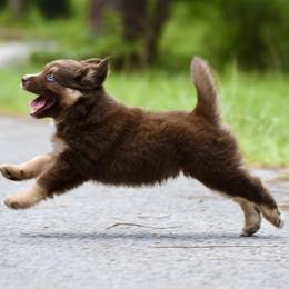 Miniature American Shepherd and Miniature Australian Shepherd Puppies from MarvelMAS Miniature American Shepherds
