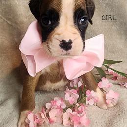 Red - Fawn female Boxer puppy in Aurora, Missouri from Pick A Pup