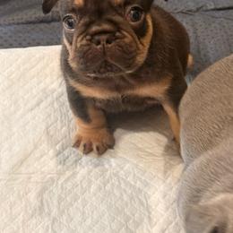 Lilith - Fawn and white female French Bulldog puppy in Chula Vista, California from House of Pugs and French BullDogs