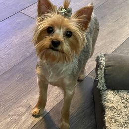 Paisley - Yorkshire Terrier