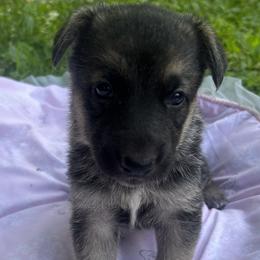 Elsie - Black and tan female German Shepherd puppy in Perkasie, Pennsylvania from Twila Ruth Herot