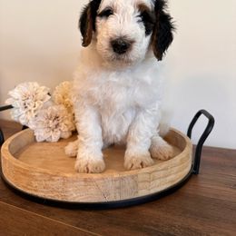 Ash - Bernedoodle puppy from Royal Doodles
