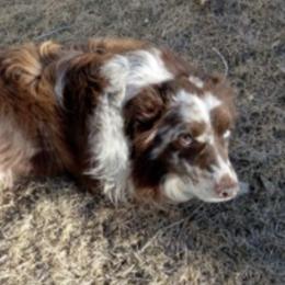 Australian Shepherds from Night Skye Aussies
