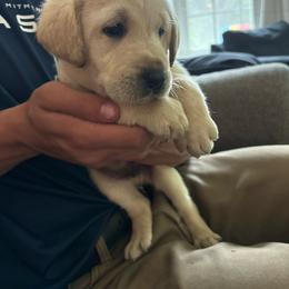 Gray boy - Yellow male Labrador Retriever puppy in Anoka, Minnesota from Sunshine Acres