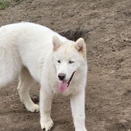 Valkor - Siberian Husky