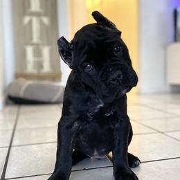 Cane Corso from Mudville Cane Corso