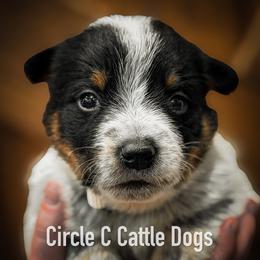 Girl 2 - Blue female Australian Cattle Dog puppy in Blackfoot, Idaho from Circle C Australian Cattle Dogs