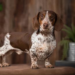 Cooper - Dachshund