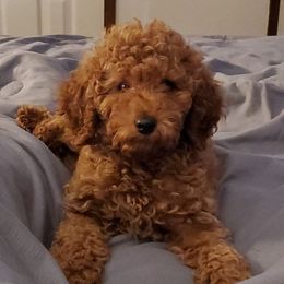 Aussiedoodles and Poodles from Simply Grace Farms