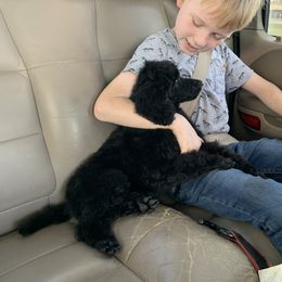 Poodle Puppies from StrayDog Standard Poodles