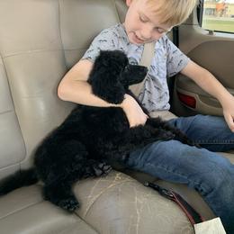 Poodle Puppies from StrayDog Standard Poodles