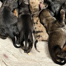 Dachshund Puppies from Sweet Sausages