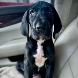 Jack Daniels - Black and white male Great Dane puppy in Chapmansboro, Tennessee from Balthrop Bend Farms