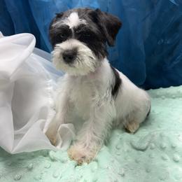 Red - Parti male Miniature Schnauzer puppy in Sevierville, Tennessee from A&J Miniature Schnauzers
