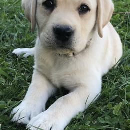 Labrador Retriever Puppies from Valley View English Labs