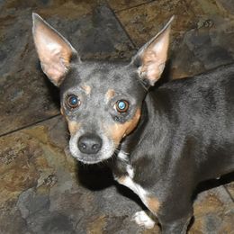 Rat Terriers from Isaac Point Kennels