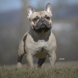 Smokey - French Bulldog