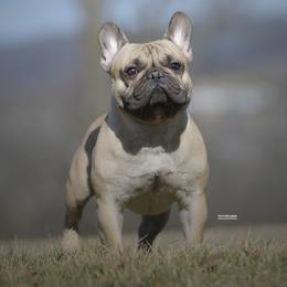 Smokey - French Bulldog