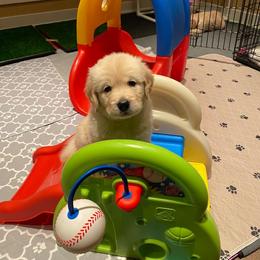 Golden Retriever Puppies from EP's Golden Retrievers