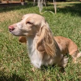 Aurora - Dachshund